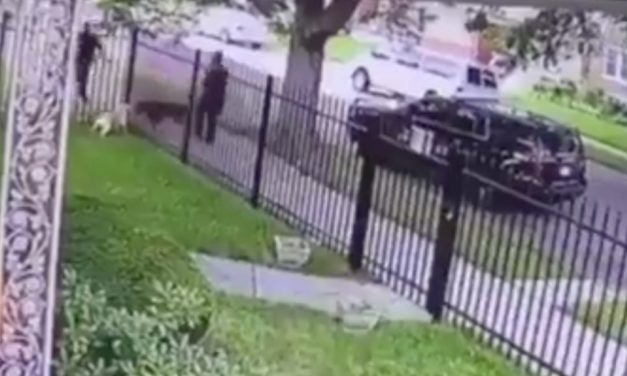 Detroit Police Defends Officer Who Fatally Shot A Dog In Its Own Garden