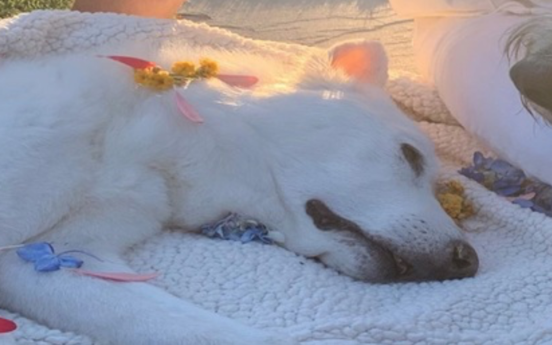 Jennifer Aniston and Justin Theroux Give Terminally Ill Dog a Beautiful Goodbye