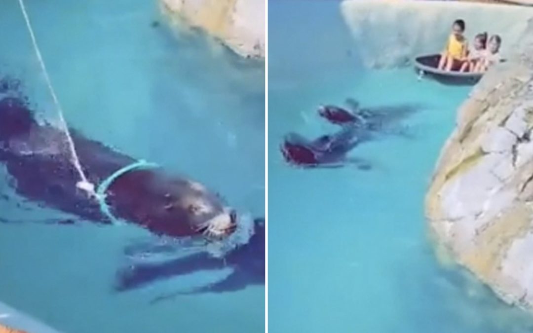 Seal Forced To Tow Children In Boat With Rope Tied Around Its Neck