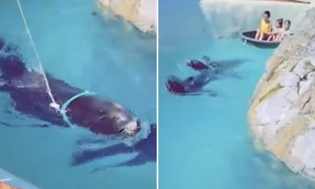 Seal Forced To Tow Children In Boat With Rope Tied Around Its Neck