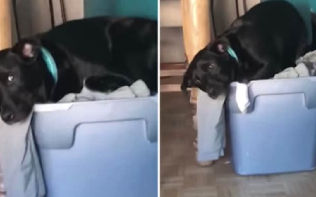 Dog Sits In A Pile Of His Military Owner’s Clothes
