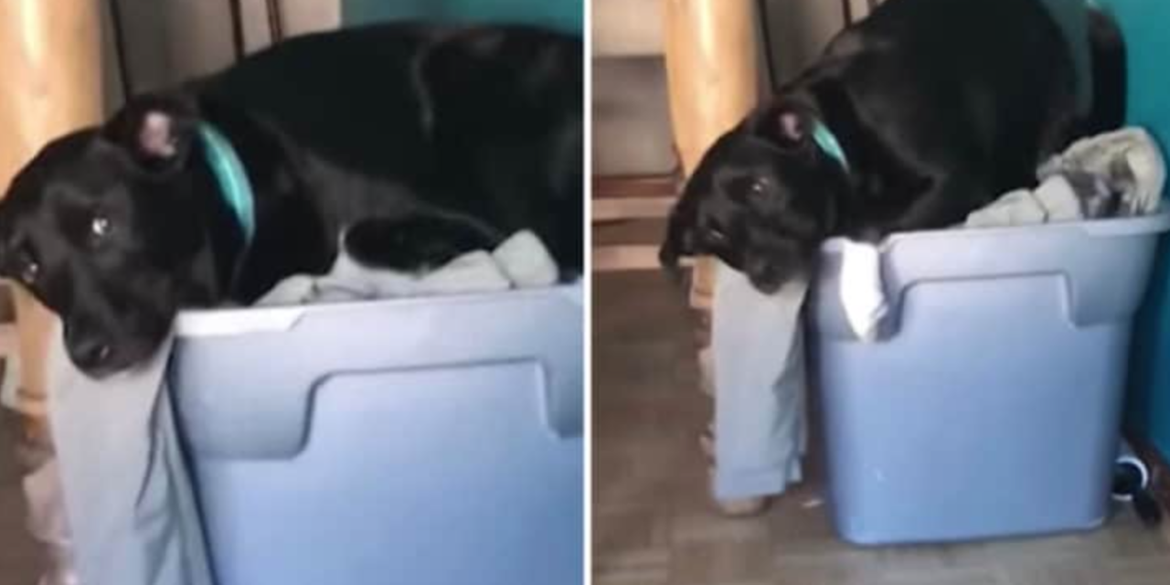 Dog Sits In A Pile Of His Military Owner’s Clothes