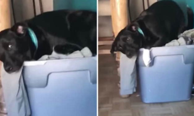 Dog Sits In A Pile Of His Military Owner’s Clothes
