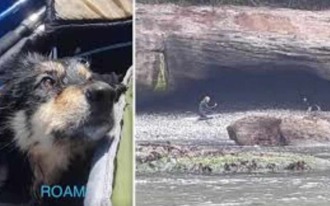 Dog That Has Been Missing For Months Finally Found By Surfers