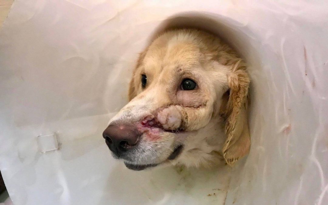 Dog is shot in the head by owner for being ‘too happy’ but never loses his smile