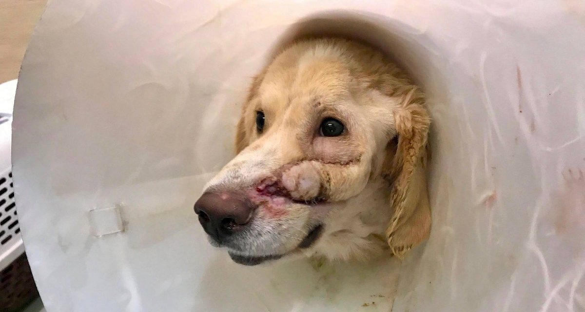 Dog is shot in the head by owner for being ‘too happy’ but never loses his smile