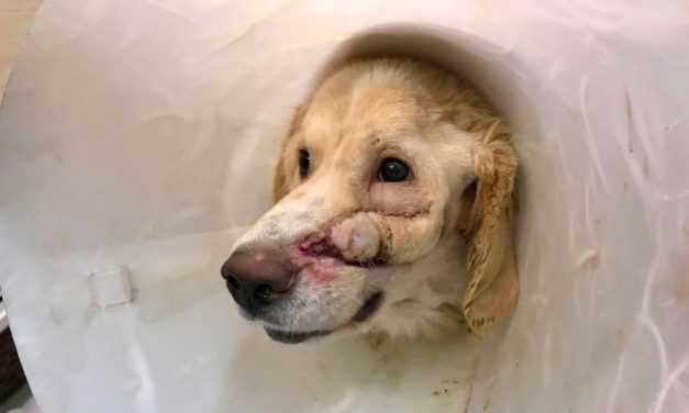 Dog is shot in the head by owner for being ‘too happy’ but never loses his smile