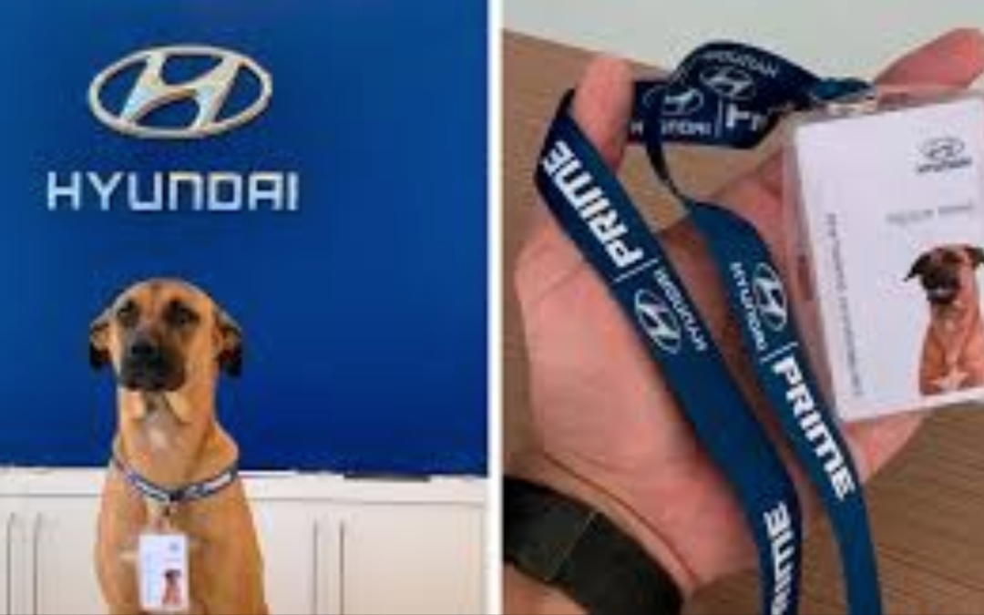 Stray Dog Visits A Hyundai Dealership And Got A Job
