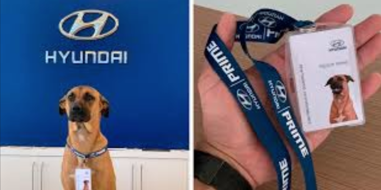 Stray Dog Visits A Hyundai Dealership And Got A Job