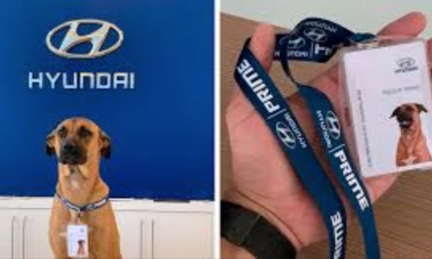 Stray Dog Visits A Hyundai Dealership And Got A Job