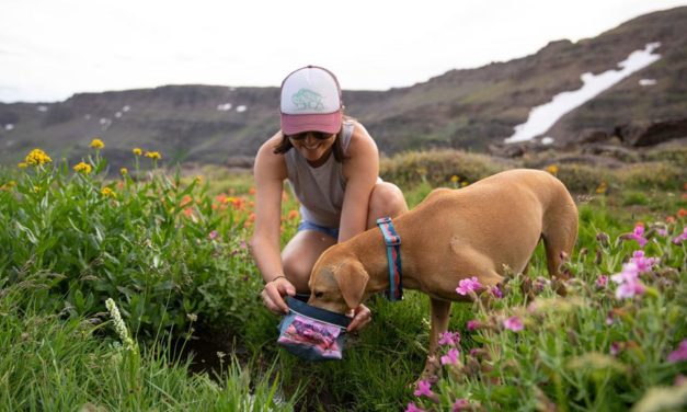Wanna Go Hiking With Your Dog? Here’s What Gear You’ll Need