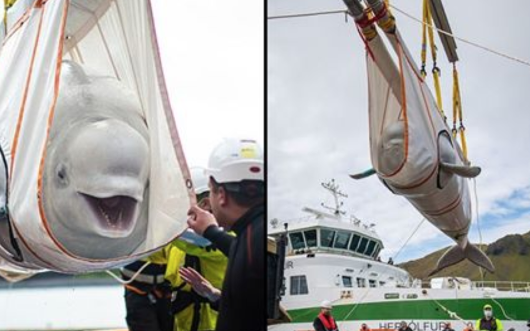 Two Beluga Whales Rescued From Chinese Aquarium And Transferred To Open-Water Ocean Refuge