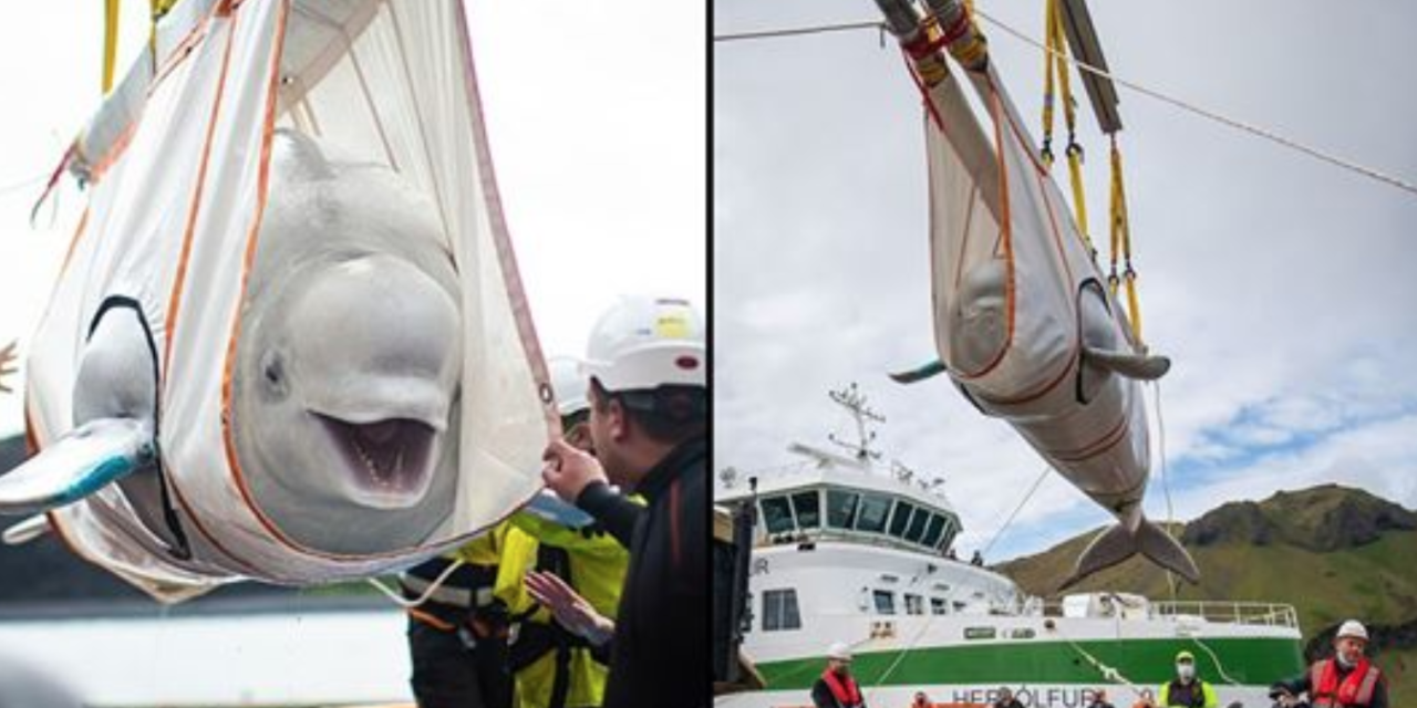 Two Beluga Whales Rescued From Chinese Aquarium And Transferred To Open-Water Ocean Refuge