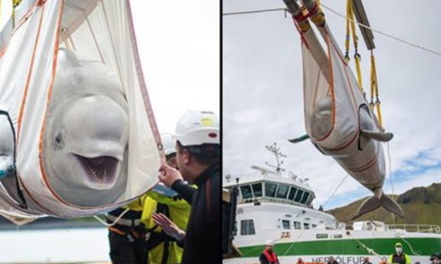 Two Beluga Whales Rescued From Chinese Aquarium And Transferred To Open-Water Ocean Refuge