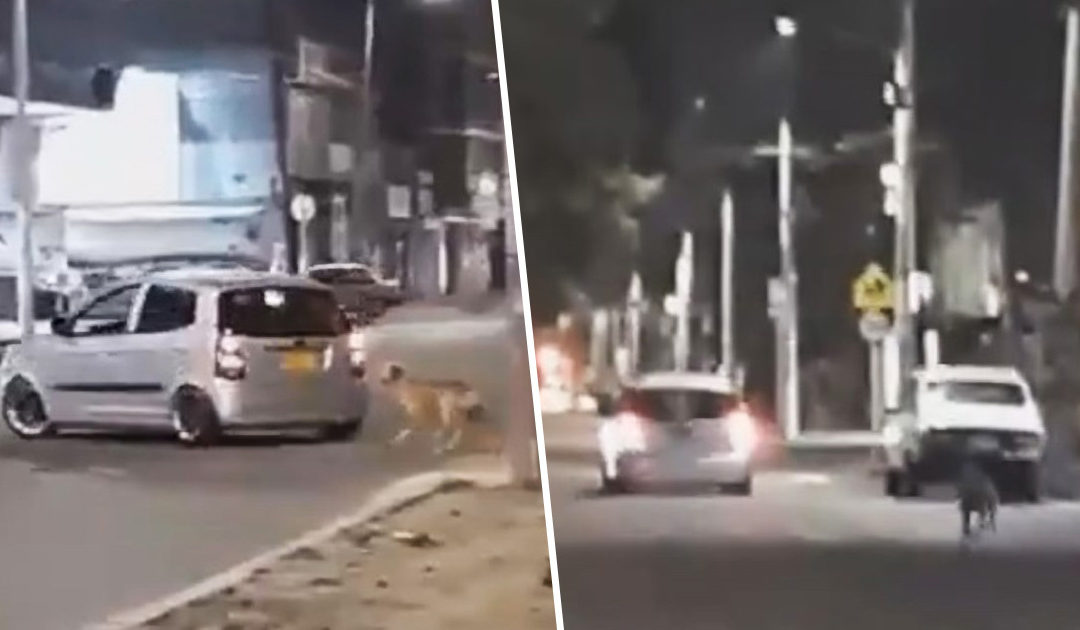 Heartbreaking Video Shows Dog Chasing After Owner Who Just Abandoned Him