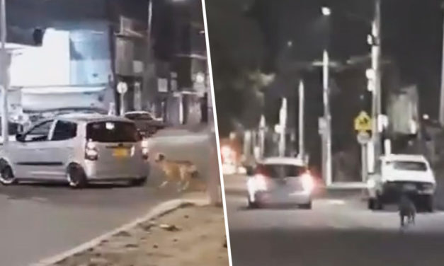 Heartbreaking Video Shows Dog Chasing After Owner Who Just Abandoned Him