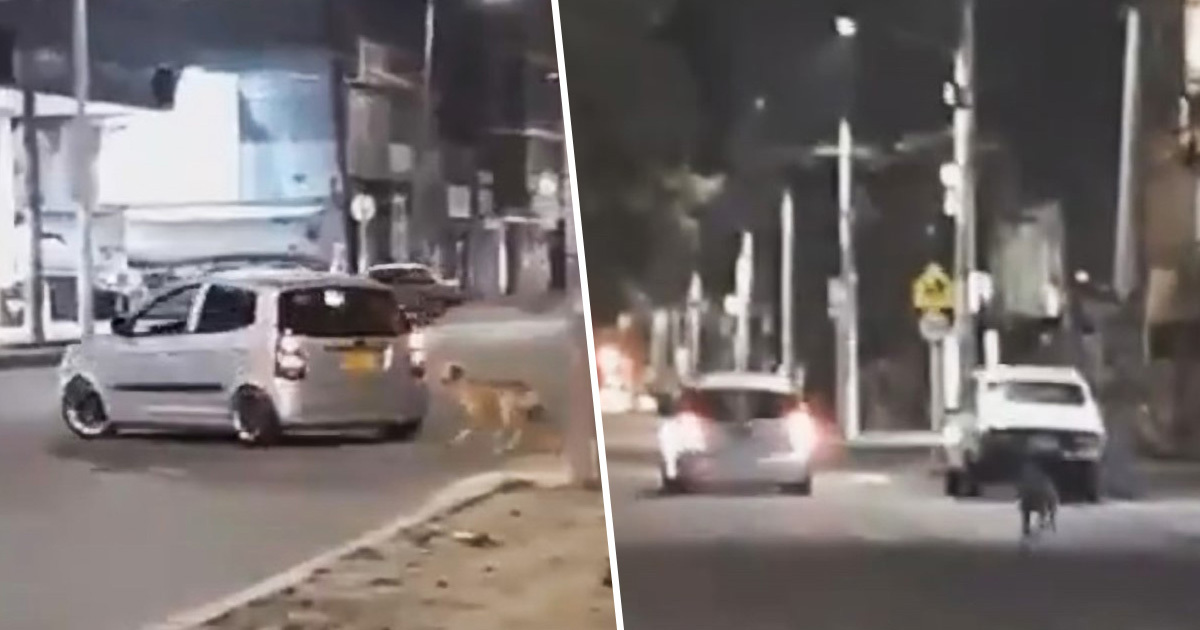 Heartbreaking Video Shows Dog Chasing After Owner Who Just Abandoned Him