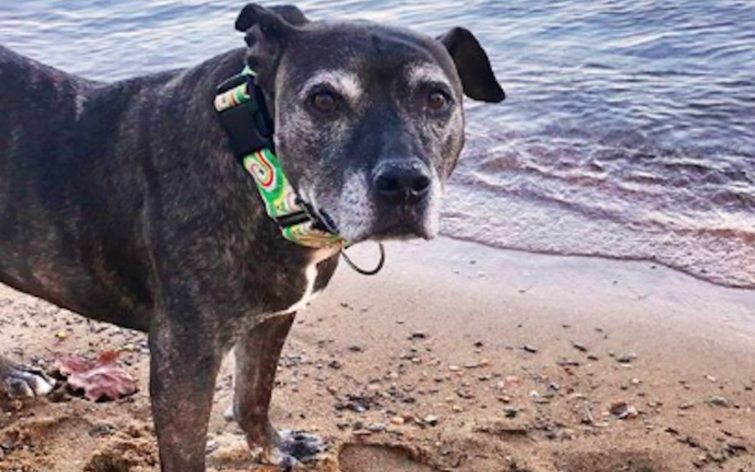 Family Adopts Old Shelter Dog And Gives Her The Best Last Days