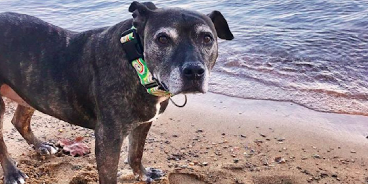 Family Adopts Old Shelter Dog And Gives Her The Best Last Days