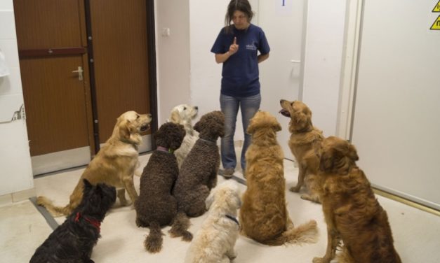 Dogs Understand Praising The Same Way We Do, Actually They Are Especially Attuned To Humans Emotions