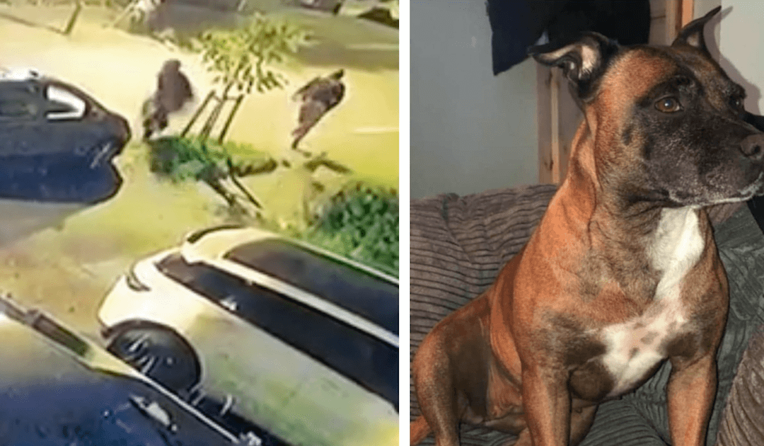 Brave Dog Scares Off Four Thieves Holding Machetes