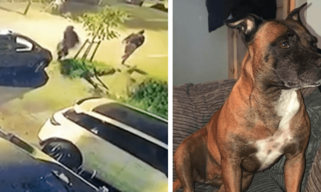 Brave Dog Scares Off Four Thieves Holding Machetes