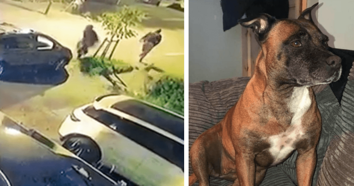 Brave Dog Scares Off Four Thieves Holding Machetes