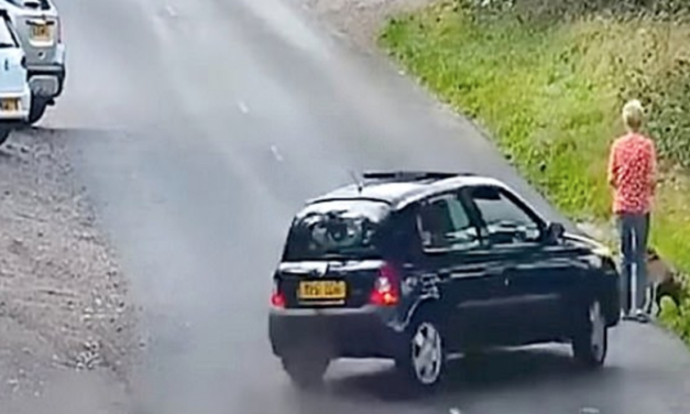 A Hit-And-Run Driver Hits A Woman And Her Dog, Then Abandons The Vehicle