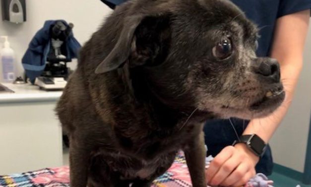 Fundraiser Launched For a Dog Found In a Plastic Bag Alongside The Road