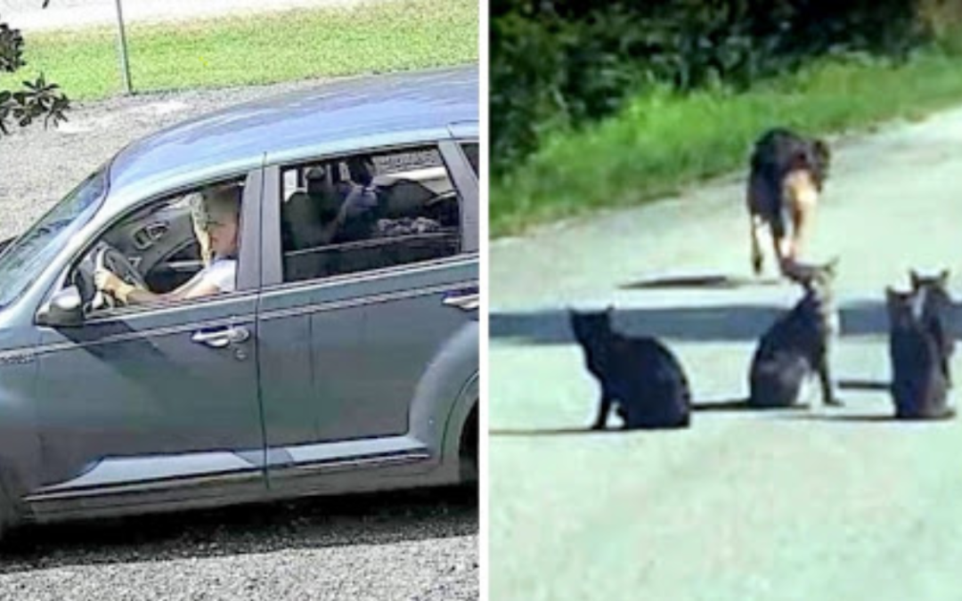 Woman Abandons 11 Pets In The Middle Of A Road