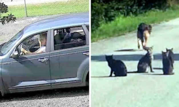 Woman Abandons 11 Pets In The Middle Of A Road