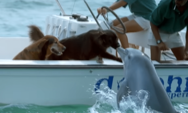 Dolphin Jumps Out Of The Water To Kiss A Dog