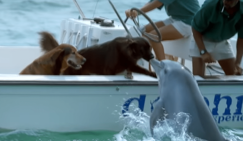 Dolphin Jumps Out Of The Water To Kiss A Dog