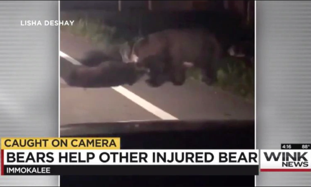 Shocking but sad video shows three bears risking their lives to pull a fallen comrade out of traffic