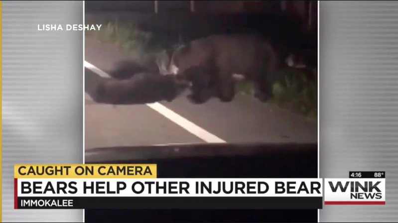 Shocking but sad video shows three bears risking their lives to pull a fallen comrade out of traffic