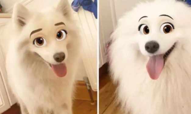 New Snapchat Filter That Makes Your Dog Look Like a Disney Character