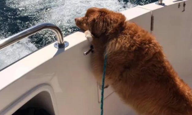Dog Found Swimming Alone in Lake Michigan Finally Reunited With Owners