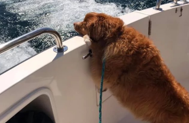 Dog Found Swimming Alone in Lake Michigan Finally Reunited With Owners