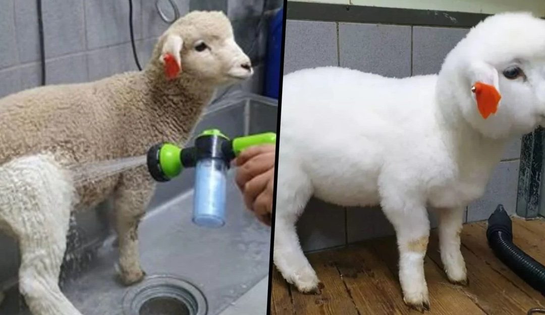 People Amazed To See Before And After Pictures Of Sheep Getting Showered