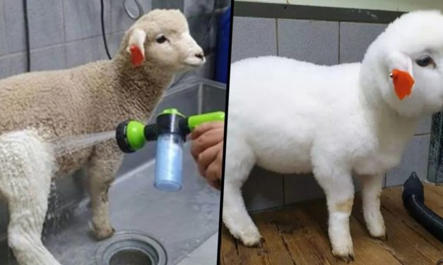 People Amazed To See Before And After Pictures Of Sheep Getting Showered