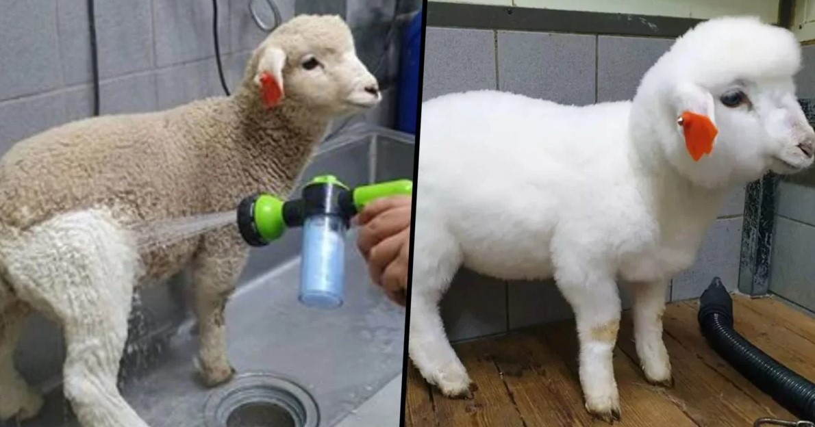 People Amazed To See Before And After Pictures Of Sheep Getting Showered