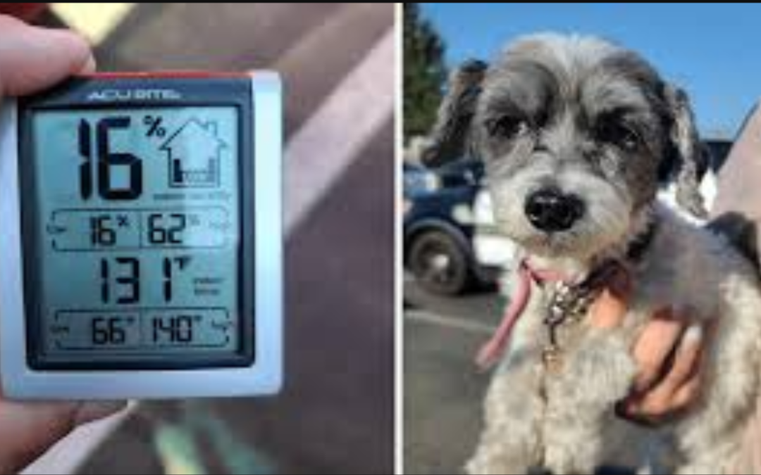Puppy Cried For Help In 130-Degree Car Until Good Samaritan Arrived