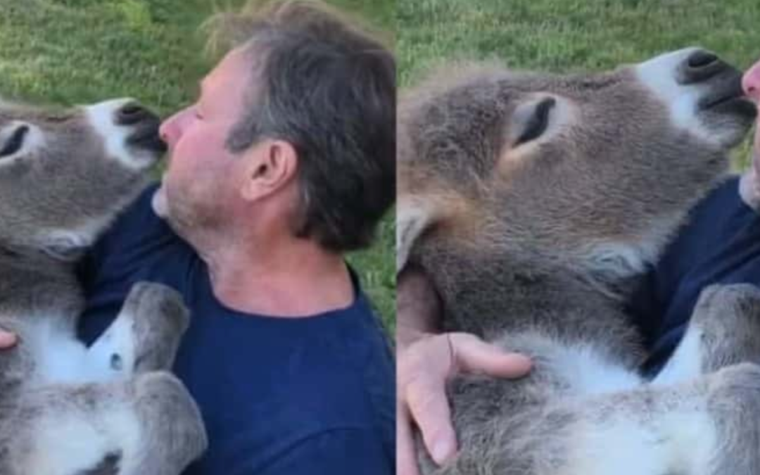 Farmer Cradles Baby Donkey While Softly Singing ‘What the World Needs Now is Love’