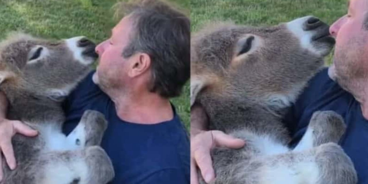 Farmer Cradles Baby Donkey While Softly Singing ‘What the World Needs Now is Love’