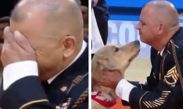 Veteran Gets Surprised With A Service Dog During A Basketball Game