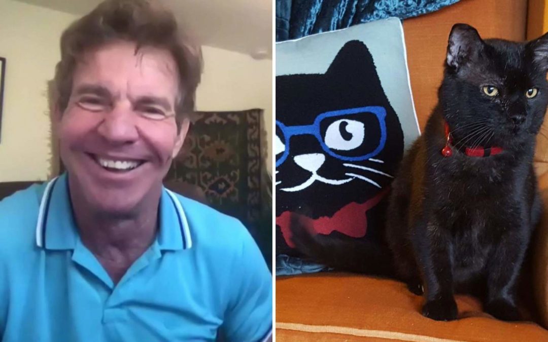 Actor Dennis Quaid Decided To Adopt A Lynchburg Shelter Cat Named Dennis Quaid