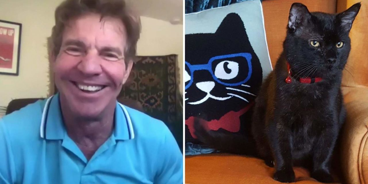 Actor Dennis Quaid Decided To Adopt A Lynchburg Shelter Cat Named Dennis Quaid