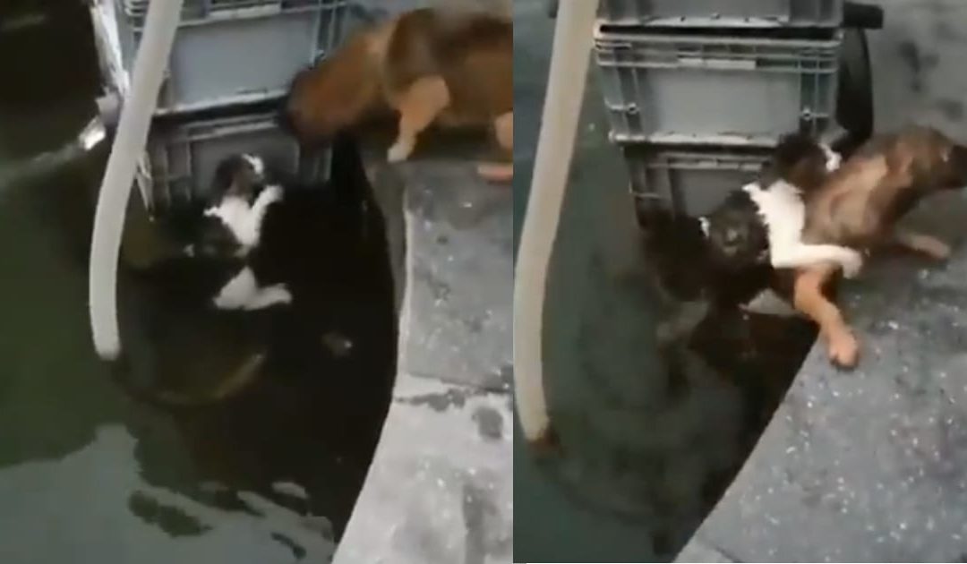 Dog Risks His Own Life To Save A Cat