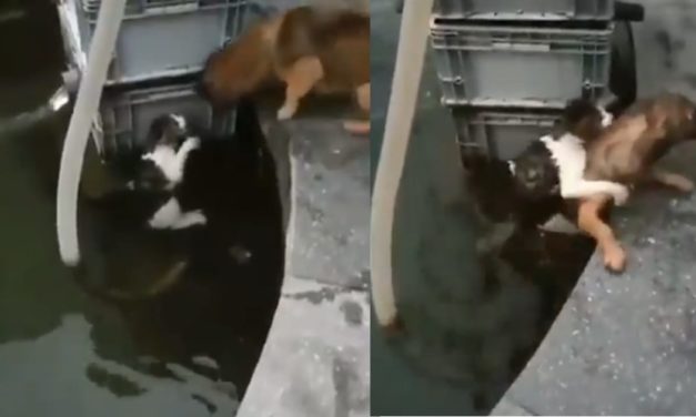 Dog Risks His Own Life To Save A Cat