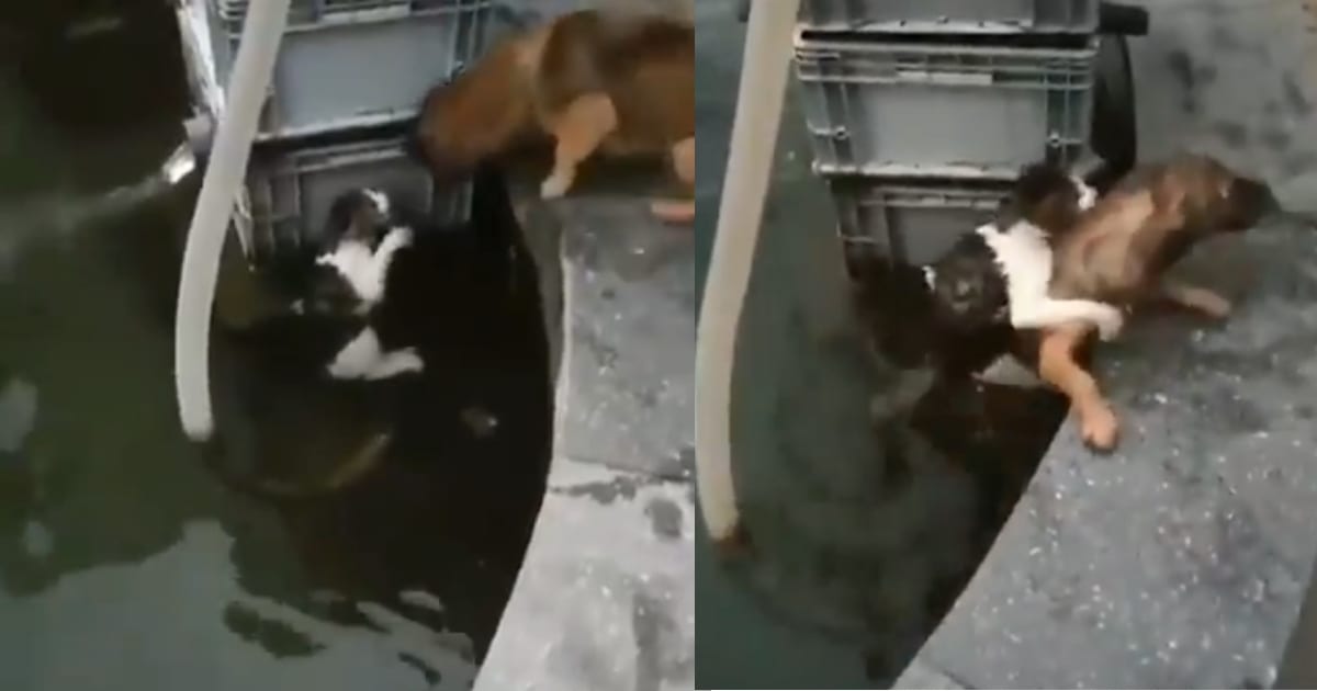 Dog Risks His Own Life To Save A Cat